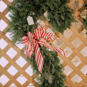 Candy Cane (36")